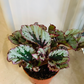 Begonia Rex Lambada 9cm Pot Cassandra's Plants
