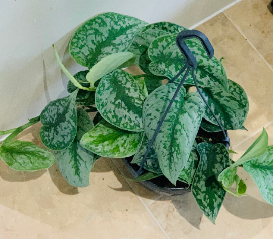 Scindapsus Pictus Exotica Cassandra's Plants