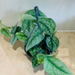 Scindapsus Pictus Exotica Cassandra's Plants