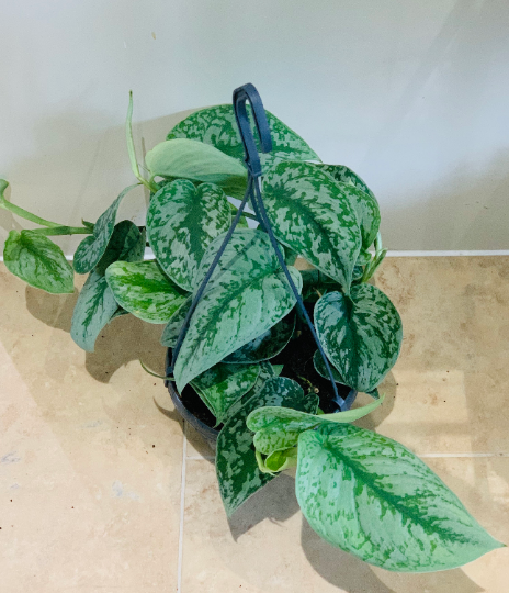 Scindapsus Pictus Exotica Cassandra's Plants