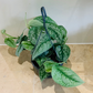 Scindapsus Pictus Exotica Cassandra's Plants