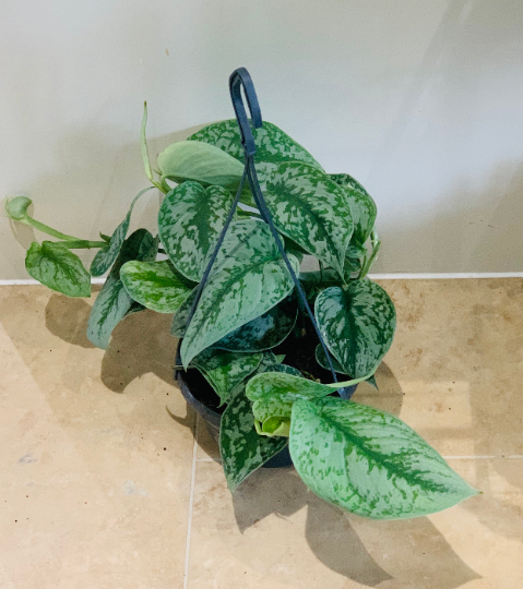 Scindapsus Pictus Exotica Cassandra's Plants