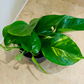 Epipermnum Aureum Golden Pothos Cassandra's Plants