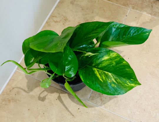 Epipermnum Aureum Golden Pothos Cassandra's Plants