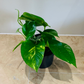 Epipermnum Aureum Golden Pothos Cassandra's Plants