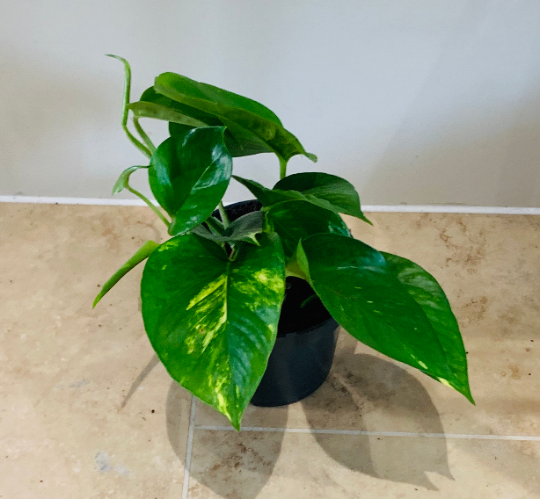 Epipermnum Aureum Golden Pothos Cassandra's Plants