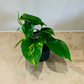 Epipermnum Aureum Golden Pothos Cassandra's Plants