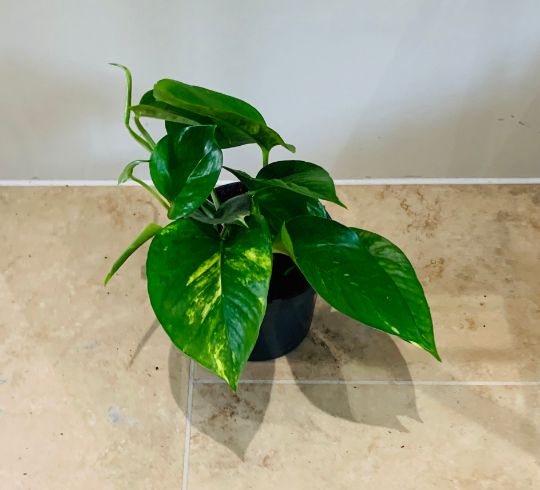 Epipermnum Aureum Golden Pothos Cassandra's Plants