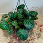 Saxifraga Stolonifera Strawberry Begonia Cassandra's Plants