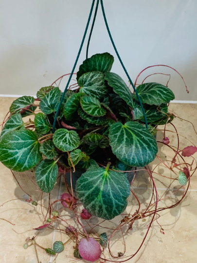 Saxifraga Stolonifera Strawberry Begonia Cassandra's Plants