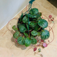 Saxifraga Stolonifera Strawberry Begonia Cassandra's Plants