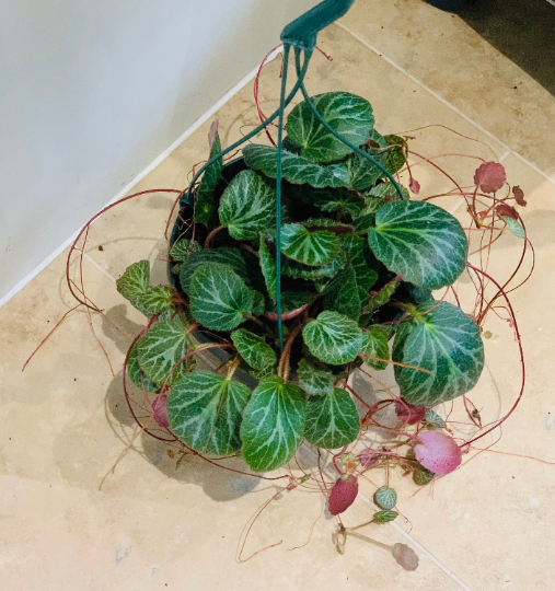 Saxifraga Stolonifera Strawberry Begonia Cassandra's Plants