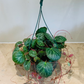 Saxifraga Stolonifera Strawberry Begonia Cassandra's Plants