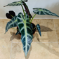 Alocasia Bambino 12cm Pot Cassandra's Plants