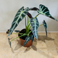 Alocasia Bambino 12cm Pot Cassandra's Plants