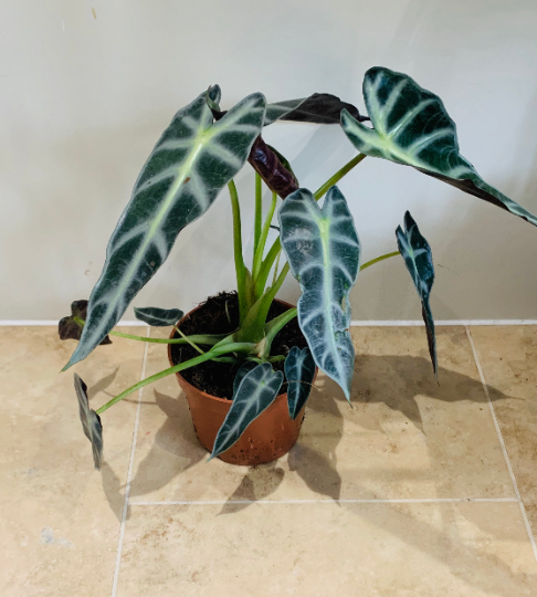 Alocasia Bambino 12cm Pot Cassandra's Plants