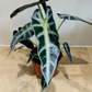 Alocasia Bambino 12cm Pot Cassandra's Plants