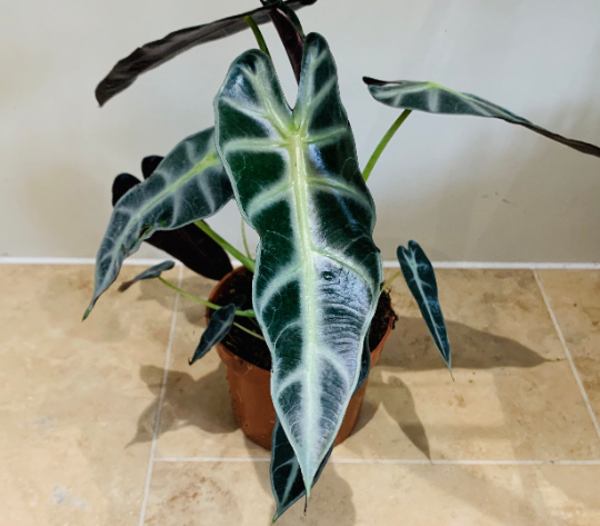Alocasia Bambino 12cm Pot Cassandra's Plants