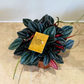 Peperomia Santorini Cassandra's Plants