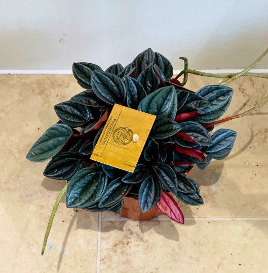 Peperomia Santorini Cassandra's Plants