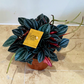 Peperomia Santorini Cassandra's Plants