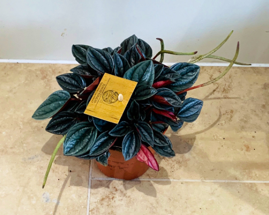 Peperomia Santorini Cassandra's Plants