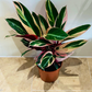 Stromanthe Triostar Cassandra's Plants