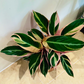 Stromanthe Triostar Cassandra's Plants