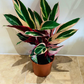 Stromanthe Triostar Cassandra's Plants