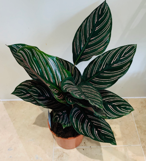 Calathea Ornata Sanderiana 17cm Pot Cassandra's Plants