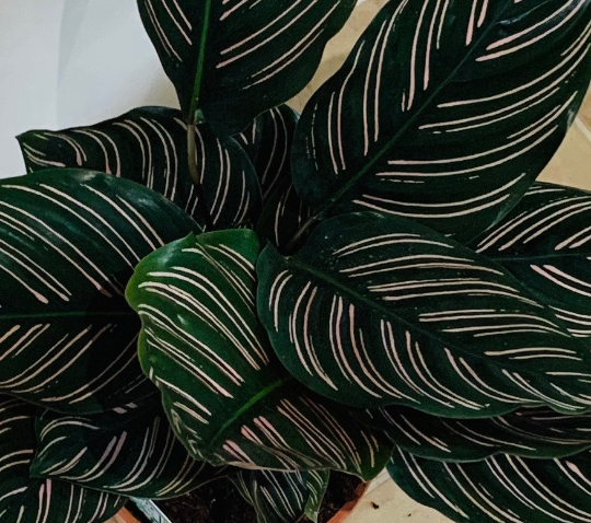 Calathea Ornata Sanderiana 17cm Pot Cassandra's Plants