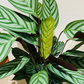 Ctenanthe Setosa 17cm pot Cassandra's Plants