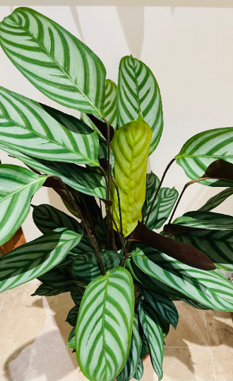 Ctenanthe Setosa 17cm pot Cassandra's Plants