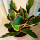 Peperomia Clusiifolia ‘Ginny’ Tricolor Cassandra's Plants