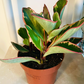 Peperomia Clusiifolia ‘Ginny’ Tricolor Cassandra's Plants