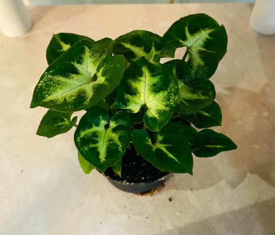 Syngonium Podophyllum 'Pixie' Cassandra's Plants