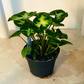 Syngonium Podophyllum 'Pixie' Cassandra's Plants