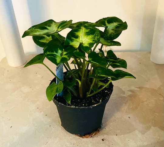 Syngonium Podophyllum 'Pixie' Cassandra's Plants