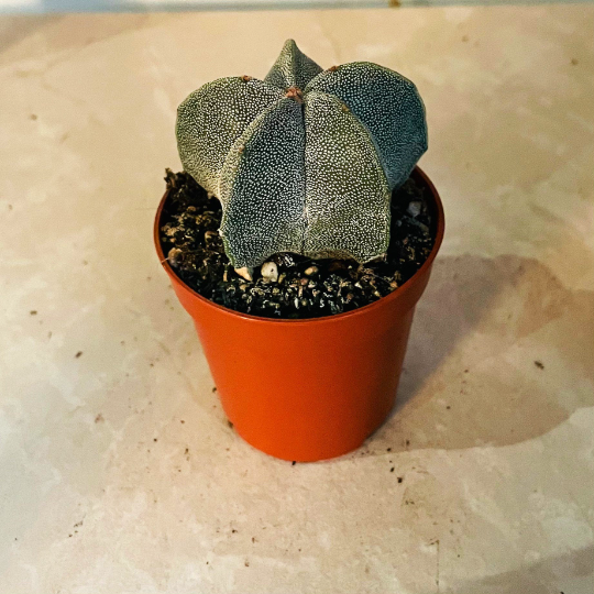 Astrophytum Myriostigma Bishops Cap 5.5cm Pot Cassandra's Plants