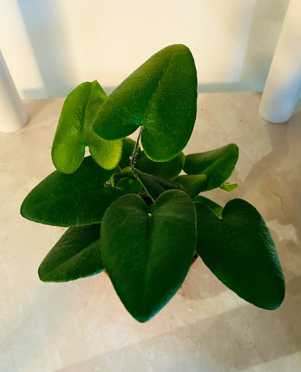 Hemionitis Arifolia Arrow Head Fern 7cm Pot Cassandra's Plants