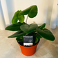 Hemionitis Arifolia Arrow Head Fern 7cm Pot Cassandra's Plants