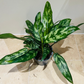 Aglaonema Maria Chinese Evergreen  12cm Pot Cassandra's Plants