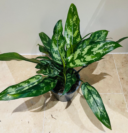 Aglaonema Maria Chinese Evergreen  12cm Pot Cassandra's Plants