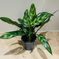 Aglaonema Maria Chinese Evergreen 12cm Pot Cassandra's Plants