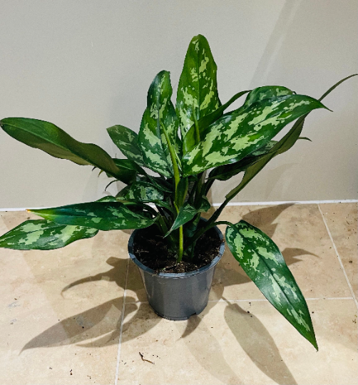 Aglaonema Maria Chinese Evergreen 12cm Pot Cassandra's Plants