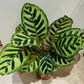 Calathea Makoyana Peacock Plant 17cm Pot Cassandra's Plants