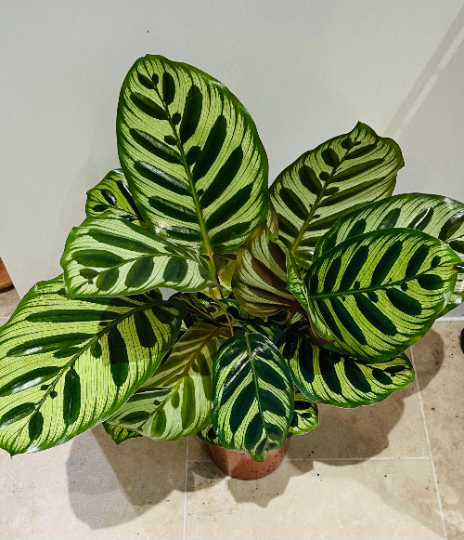 Calathea Makoyana Peacock Plant 17cm Pot Cassandra's Plants