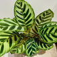 Calathea Makoyana Peacock Plant 17cm Pot Cassandra's Plants