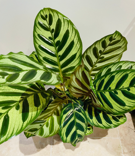 Calathea Makoyana Peacock Plant 17cm Pot Cassandra's Plants