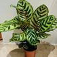 Calathea Makoyana Peacock Plant  17cm Pot Cassandra's Plants
